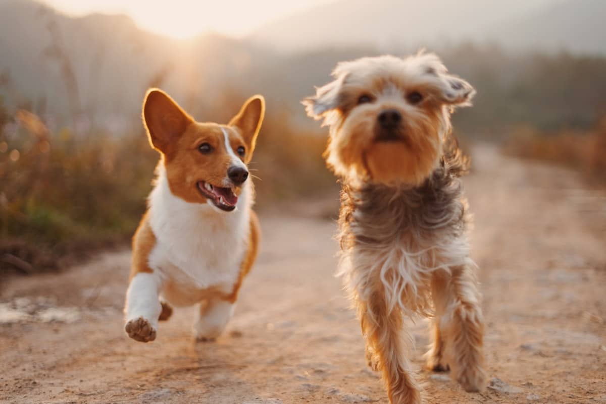 Two happy dogs trotting up a sunlit path